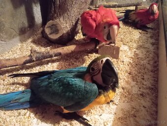 Ara arakanga,ara ararauna - 3