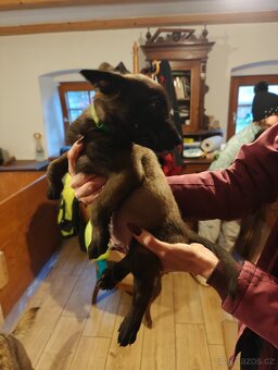 BELGICKÝ OVČÁK MALINOIS - 3