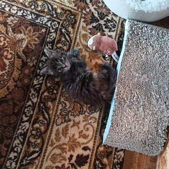 Mainská mývalí - 3