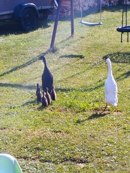 Pár indických běžců - 3