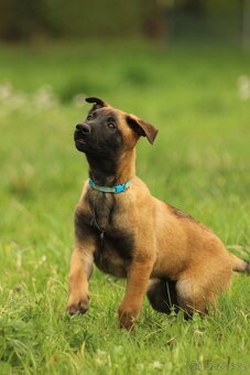 Belgický ovčák malinois - 3
