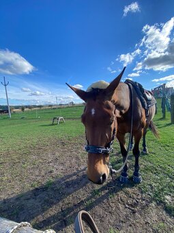 Hackamore - 3