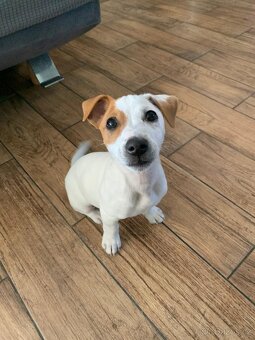 Jack Russell teriér - 3