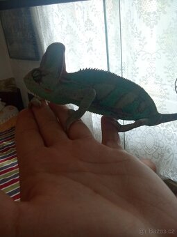 Chameleon jemenský s teráriem - 3