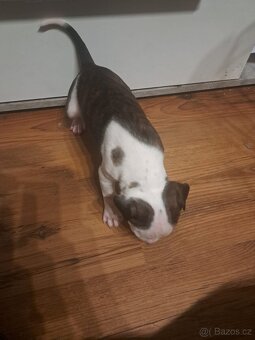 Štěňátka Amstaff - 3