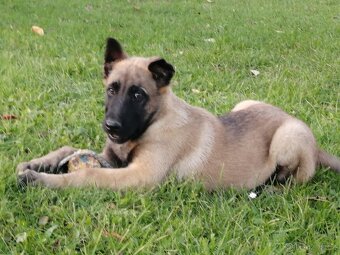 Belgický ovčák Malinois - 3