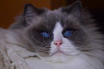 Dospěla kočička Ragdoll s Pp - 3