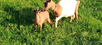 Letošní kozička - 3