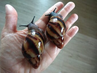 Africký šnek Archachatina Marginata Suturalis dark body - 3