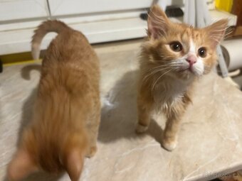 Daruji 3 měsíční koťata - 3