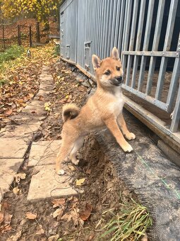 Shiba s PP - 3