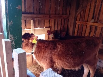 Tele  Jersey 75% - 3