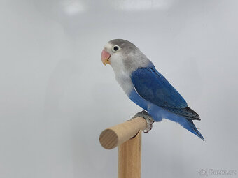 Agapornis fischeri - 3