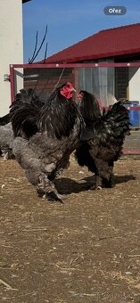 Brahmánka velká modrá a černá - 3