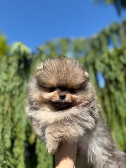 POMERANIAN S PP FCI - 3