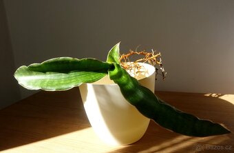 Tchynin jazyk, Sansevieria , Nalika Green Form - 3