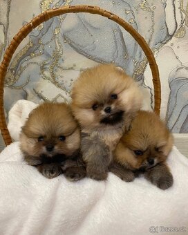 Pomeranian mini - 3