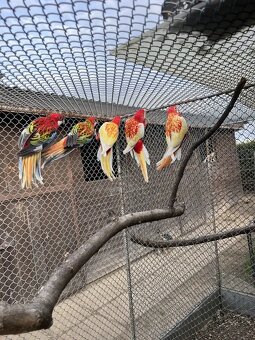 Rosela pestrá - rubino - 3