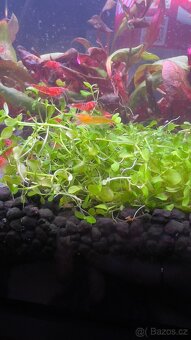 Krevety Neocardina red - 3