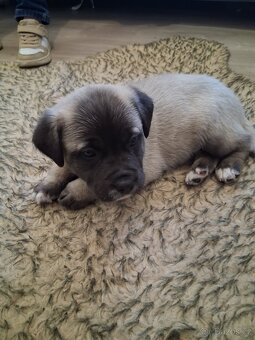 Prodám štěně - 3