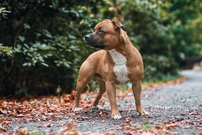 Stafordšírský Bulteriér s PP - chovný pes - 3