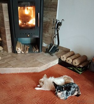 Čivava pejsek a fenečka - 3