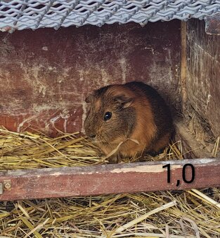 Morčata angorská a krátkosrstá - 3