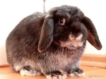 Volný Sameček - Anglický Zakrslý Beránek MiniLop🍑🧡🤍 - 3