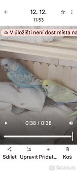 Andulka vlnkovaná - 3