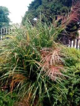 TRVALKY - ODKOPKY - 3