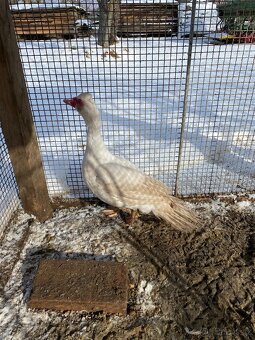 Prodám krásné 2 kačery - 3