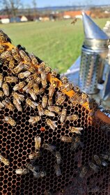 Oddělky a včelstva roku 2023 - 3