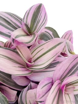 Voděnka Tradescantia fluminensis Nanouk - zakořeněné řízky - 3