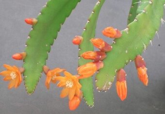 Rhipsalis monocantha - 3