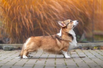 Welsh corgi Pembroke krytí - 3