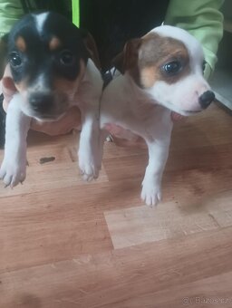 Jack Russel štěňátka - 3
