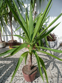 Yuka elephantipes - 3