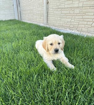 Zlatý retrívr / retriever - 3