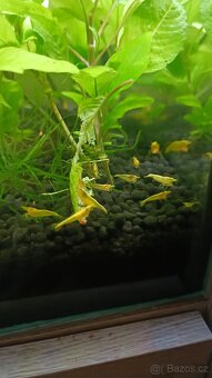 Krevetky neocaridina (yellow neon stripe) - 3