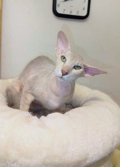 Peterbald s PP Pandora Marbleficent - 3