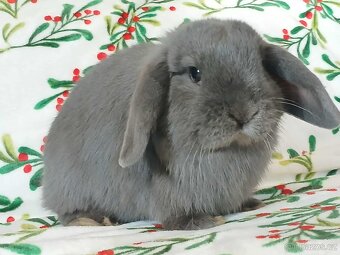 Volná samička - Anglický Zakrslý Beránek MiniLop🍑🧡🤍 - 3