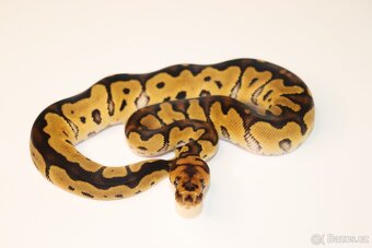 Krajta Královská - samec REZERVACE - 3