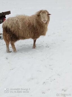 Beran Šumavská ovce - 3