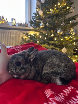 Zakrslý králík - 3