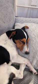 Jack Russell teriér - 3