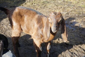 100% An kozlíci - 3