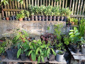 Přebytky ze zahrady - 3