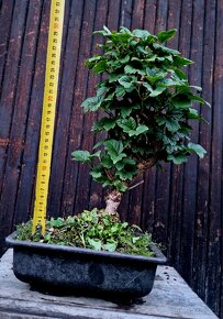BONSAI, Bonsaj - Kalina 2 - 3