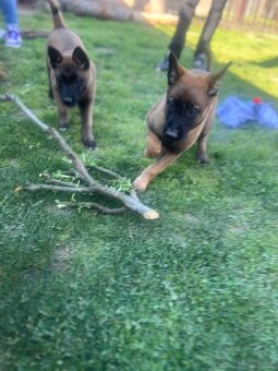 Belgický ovčák malinois - 3