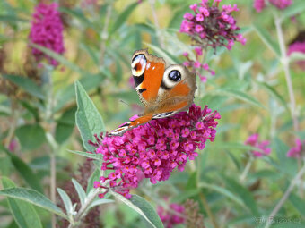 sazenice MOTÝLÍ keř (Buddlea, Komule Davidova) - fota - 3